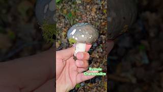 Russule Charbonnière 👌 champignons mushroom forest forêt cute nature naturelovers [upl. by Myrvyn66]