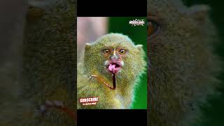 “World’s Cutest Tiny Monkeys Fascinating Facts amp Adorable Moments” [upl. by Nyahs]