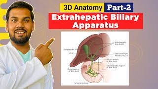 Part 2  Anatomy of Gall Bladder Cystic amp Bile Duct  Sphincter Blood Lymph and Nerve amp Clinical [upl. by Byrann]