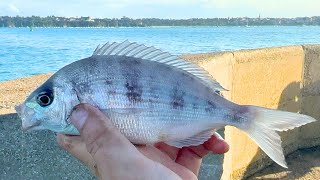 Exploring the English Channel with Black Lugworms  MultiSpecies Fishing [upl. by Nilsoj272]