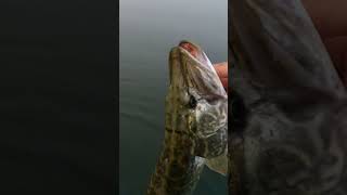 Primo luccio catturato nel lago di Varese bellyboatadventures bellyboatfishing pike pikefishing [upl. by Aicirtel570]