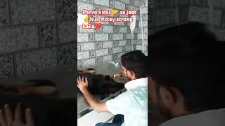 Parvo virus treatment stay strong LAILA gsdpuppy petlover care parvovirus [upl. by Gehman]