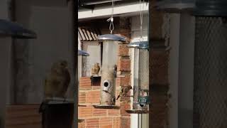 finches feeding  Goldfinch [upl. by Willing621]