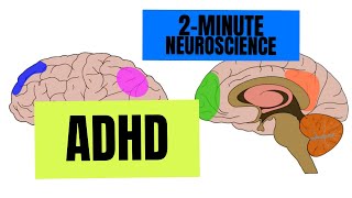 2Minute Neuroscience ADHD [upl. by Kirwin]