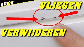 TIPS OM VLIEGEN EN INSECTEN TE VERWIJDEREN UIT VERF WAT NOG NAT IS How to remove flies out of paint [upl. by Gerrard]