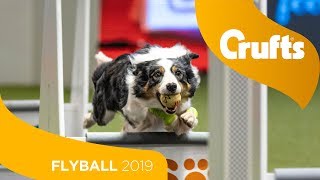 Flyball  Team SemiFinals  Part 2  Crufts 2019 [upl. by Vaclav]