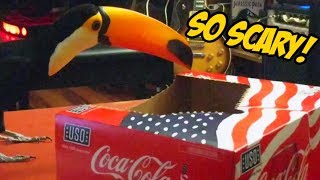 Toucan investigates a scary Coke box [upl. by Bunder]