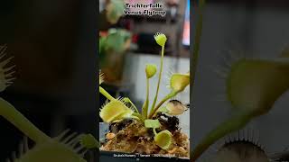 🌿 Meet the TrichterfalleVenusFlytrap known for its unique funnelshaped traps venusflytrapplant [upl. by Geraud]