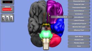 Interactive 3D Brain [upl. by Adallard431]