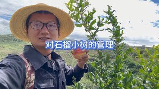 对于软籽小石榴树的管理，3年树就该拉枝打造树形 [upl. by Eak]