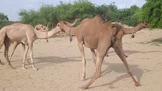 One female camel in group is ready for matingsex its in hot period camels beauty camels usage [upl. by Christoffer560]