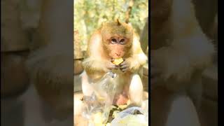 All monkey videos record from everywhere any places that monkey stay We go to any provinces [upl. by Ahsitahs571]