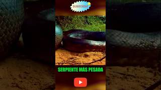 ¡Descubre el Secreto de la Anaconda Verde la Serpiente Más Pesada del Mundo [upl. by Amihc]