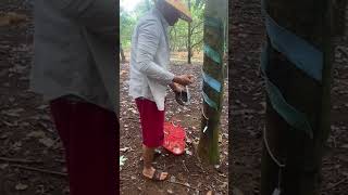 Traditional Rubber Tapping in the Countryside A Glimpse into Rural Farming Techniques [upl. by Giuliana]