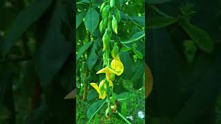 Crotalaria longirostrataflowers naturewithtuli shortsviral paharpur bangladesh heritage [upl. by Kreis]