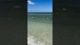 Snook Smash Baitfish Along Shoreline Snook BaitBall FeedingFrenzy TigertailBeach MarcoIsland [upl. by Weig275]