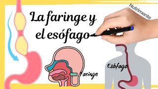 La FARINGE y el ESÓFAGO Deglución y Transporte hacia la Digestión Completa  Sistema Digestivo [upl. by Win799]