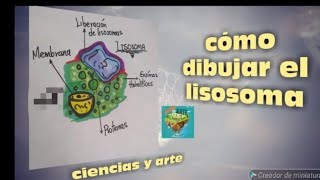 Como dibujar un lisosoma fácil y rápido organelos celulares ciencias naturales [upl. by Pfosi]