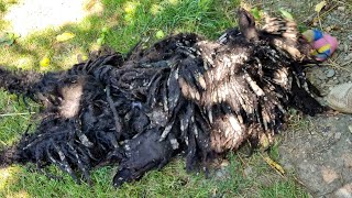 TONS OF MUD In Hair The Hardest Groom Ever [upl. by Miltie]