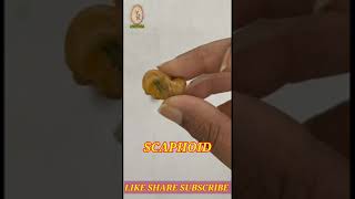 Identification of carpals  Anatomy at easiest  Isha Srivastava [upl. by Otrebile710]