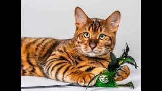 The Grand Toyger Cat quotA Petite Tiger For Your Home quot [upl. by Botnick]