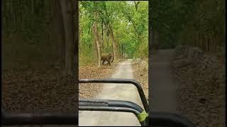 Jim Corbett National Park Jungle Safari [upl. by Oswell339]