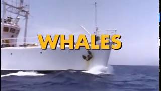 Whales Episode 5 of 37 Jacques Cousteau Odyssey The real Life Aquatic [upl. by Ettelrats]