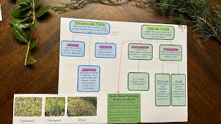 Plant Classification Vascular Plants and NonVascular Plants [upl. by Aramahs]