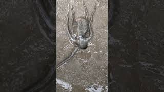 The octopus got scared into the hole😱quotyoutubeshorts [upl. by Kriss]