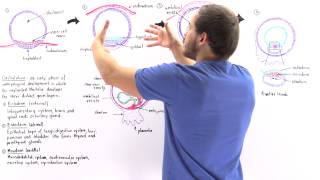 Gastrulation [upl. by Tema]