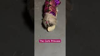 🥱 This shihtzu Hunts Her Own Food 🍞 carblover shihtzulife snacktime notsharing dogmom fun [upl. by Yves]