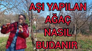 BUDAMA NEDÄ°R FAYDASI NELERDÄ°R 2 YAÅLI AÅI DA BUDAMA NASIL YAPILIR [upl. by Clava]