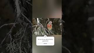 Honeyguide bird help people shorts facts kimtifacts animals [upl. by Trudie47]