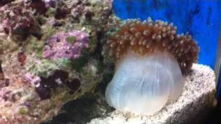 ANEMONE IS MOVING AROUND TANK 19 FEB 2011 46 [upl. by Sterne139]