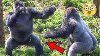 BATALLAS DE GORILAS  GORILLA FIGHTS [upl. by Hadsall]