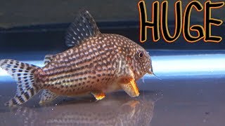 The fattest cory catfish ever [upl. by Anrahc]