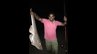 Shovelnose Guitarfish caught in Kerala  Catch a Fish shorts [upl. by Sadinoel667]