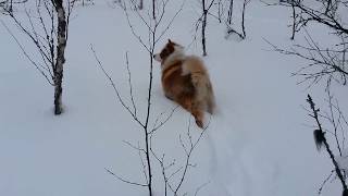 The winter of Finnish Lapphund [upl. by Poppy]