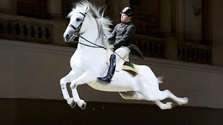 Best Horse Breeds For Dressage  Dressage Horses horses dressagehorses dressage [upl. by Norrab]