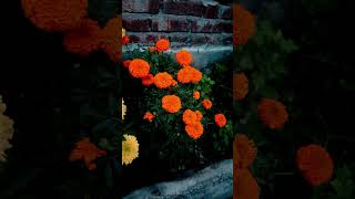 Marigolds in early morning trending garden fresh flowers [upl. by Ebbarta]