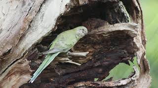 Redrumped Parrots  Male and Female [upl. by Eshman]