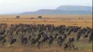 Tanzania safari highlights Selous and Serengeti national park Ngorongoro Conservation Area [upl. by Alim]