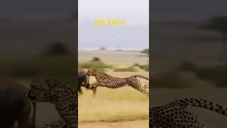 Cheetah Speed Unleashed Nature’s Fastest Hunter in Action wildlife shorts [upl. by Aidua]