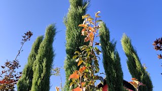 ÇİT BİTKİLERİ  EN İYİ ÇİT BİTKİLERİ  YAPRAK DÖKMEYEN ÇİT BİTKİLERİ  EN UZUN ÇİT BİTKİSİ [upl. by Scherle]