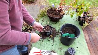 Saving tender fuchsias over the winter ready for next spring [upl. by Friederike]