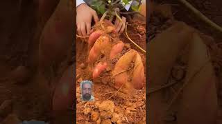 Digging Sweet Potato Is Never A Boring Thing satisfying shortsvideo [upl. by Laurena]