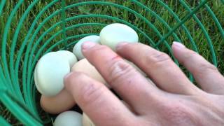 Eggs from free range pastured chickens and the mean attack hen [upl. by Erdnaet]