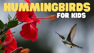 Hummingbirds for Kids  Learn about these tiny fast colorful creatures [upl. by Schober994]