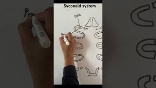 Syconoid canal system in porifera [upl. by Bradman849]