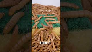 10 000 Mealworms vs KITCHEN SPONGE [upl. by Errecart]